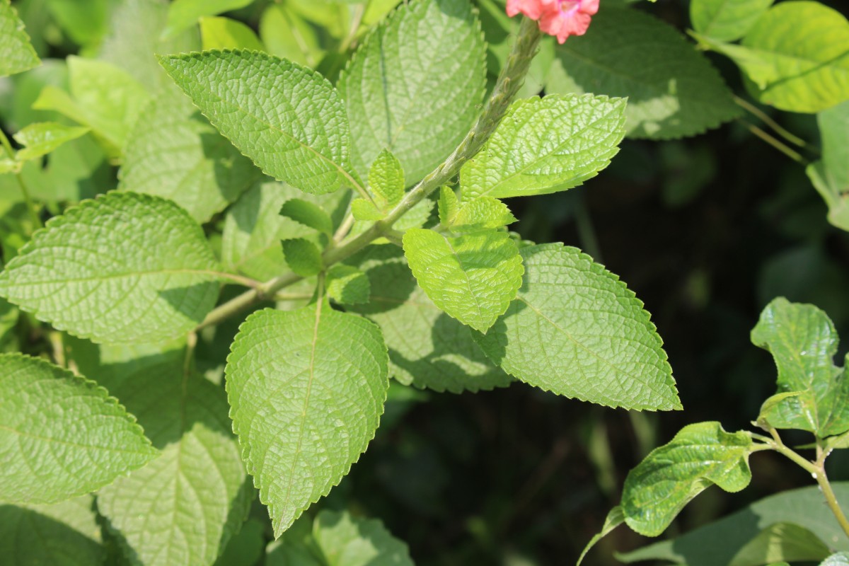 Stachytarpheta mutabilis (Jacq.) Vahl